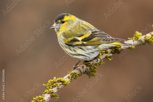 View Carduelis spinus perched on a branch in autumn