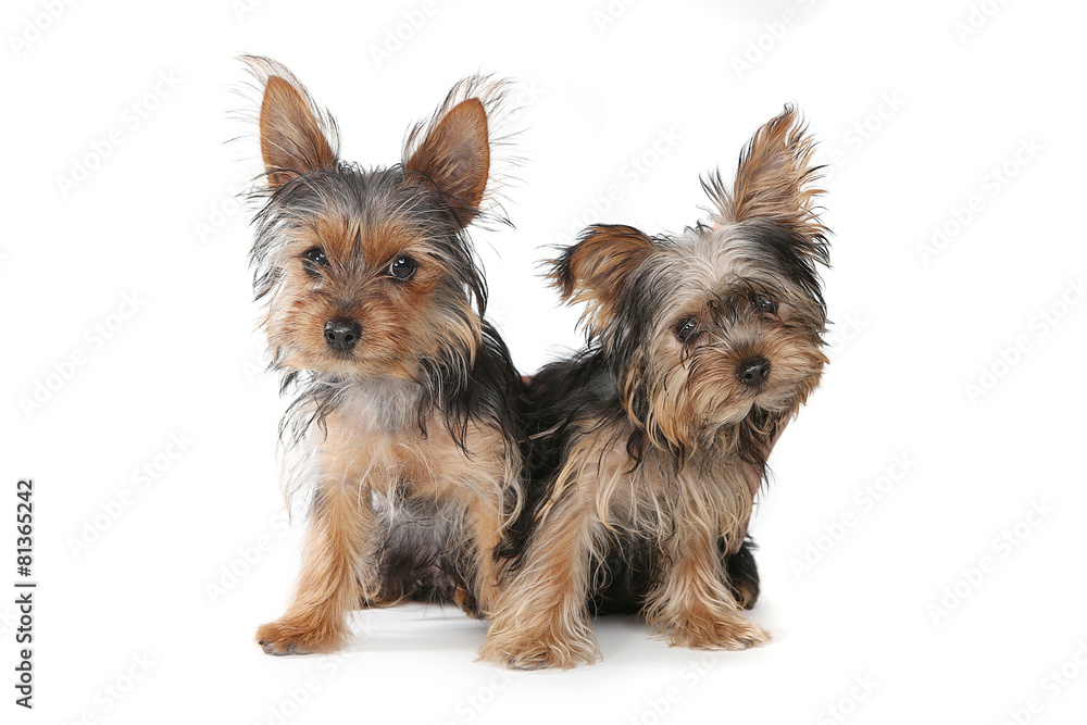 Yorkshire Terrier Puppies Sitting on White Background