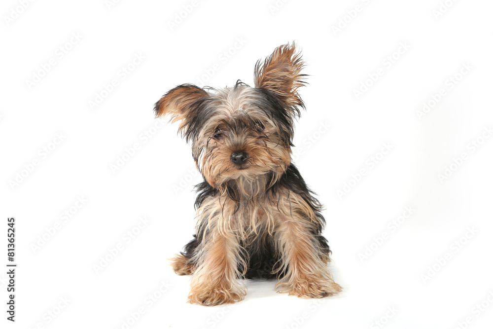 Teacup Yorkshire Terrier on White Background Teacup Yorkshire Terrier on White Background