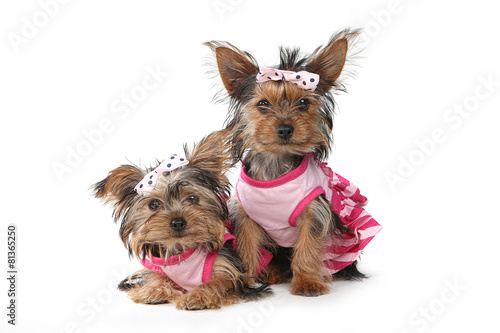 Yorkshire Terrier Puppies Dressed up in Pink