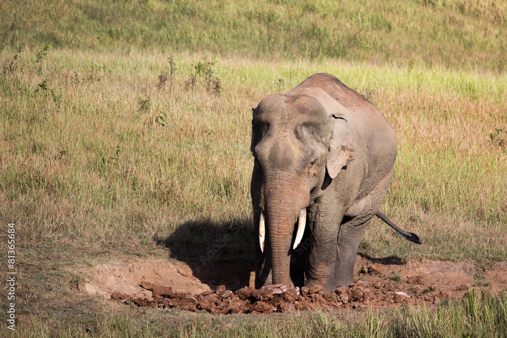 Fototapeta premium The elephant.