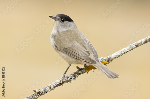 Blackcap (Sylvia atricapilla ), perched on a branch in the fores