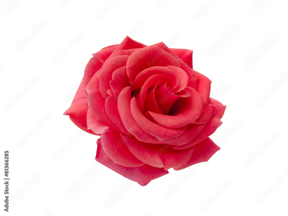 red rose red rose