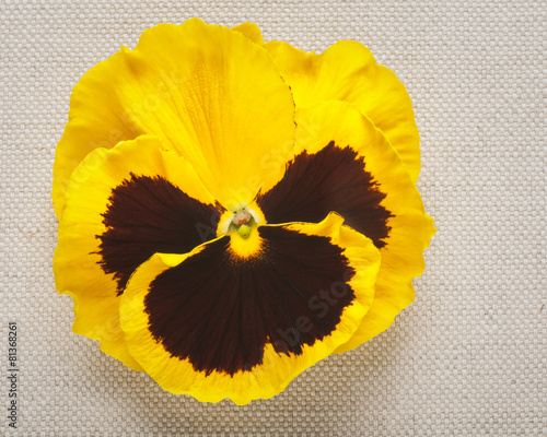 Yellow pansy photo