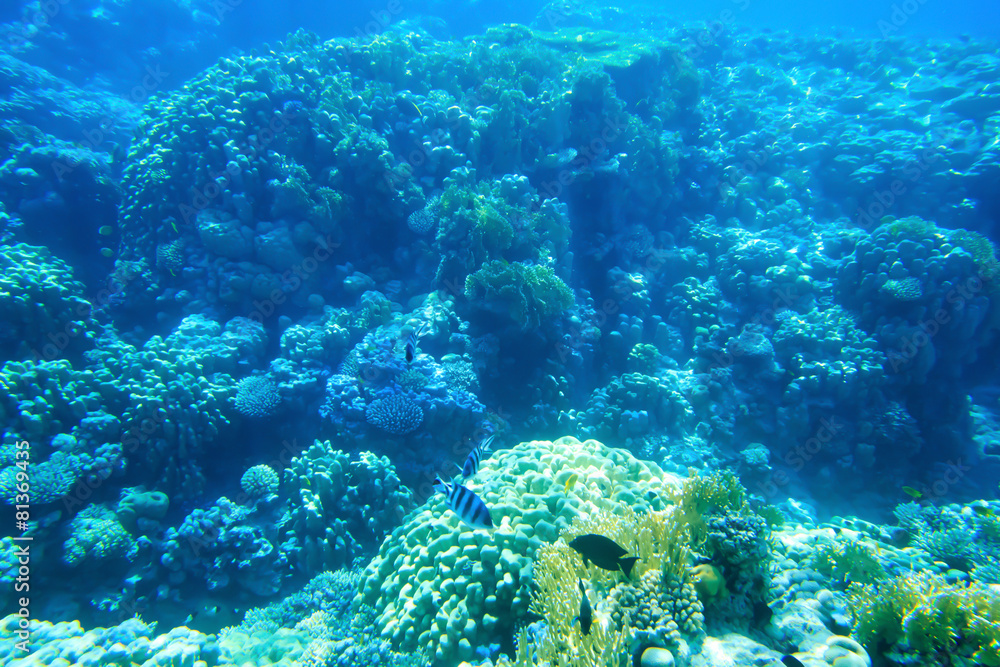 Fototapeta premium Underwater panorama with fish and coral