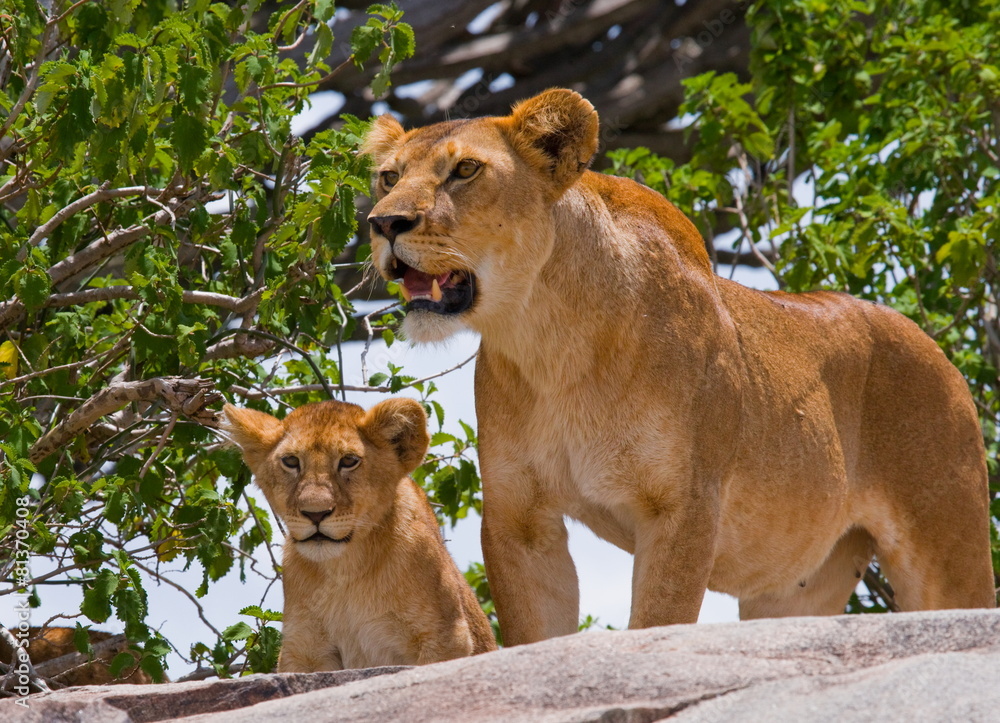 Obraz premium Lioness with cub on a rock. Tanzania. Serengeti.