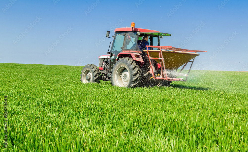 Obraz premium Farmer in tractor fertilizing wheat field at spring with npk