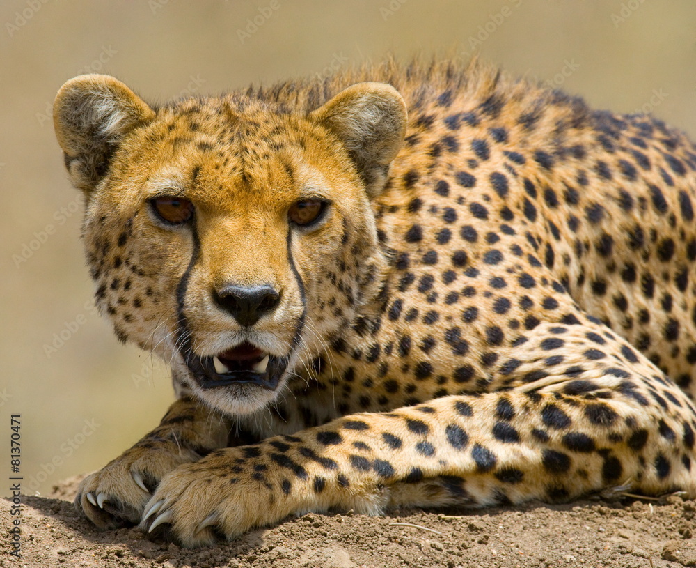 Portrait of a cheetah. Tanzania. Serengeti. Portrait of a cheetah. Tanzania. Serengeti.