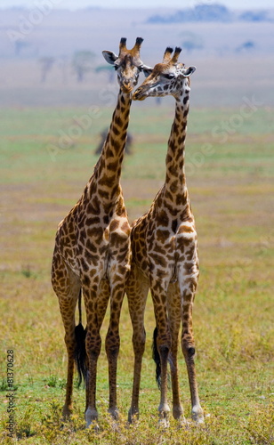 Two giraffe in savannah. Tanzania. Serengeti. photo