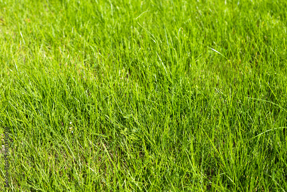 Obraz premium Prato verde