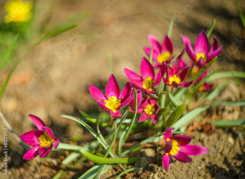 Wild tulips  'T. pulchella Violacea' in nature. photo