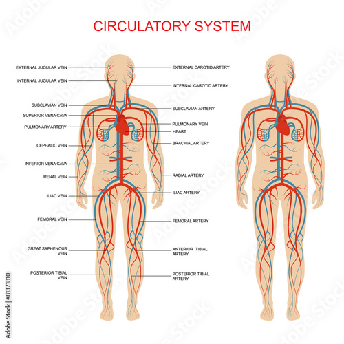 heart anatomy, circulatory system, human blood artery,