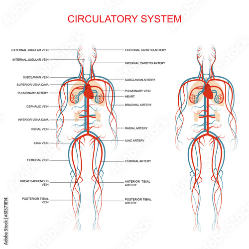 heart anatomy, circulatory system, human blood artery,