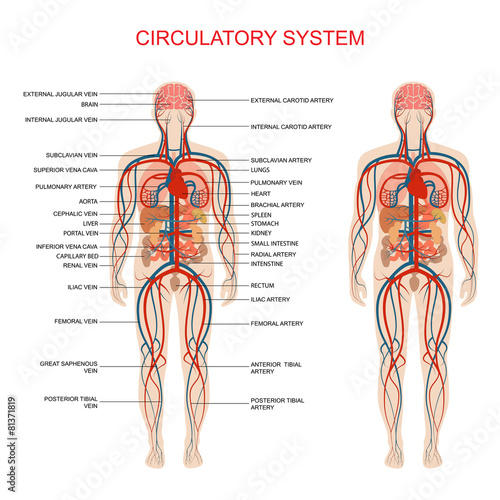 heart anatomy, circulatory system, human blood artery,
