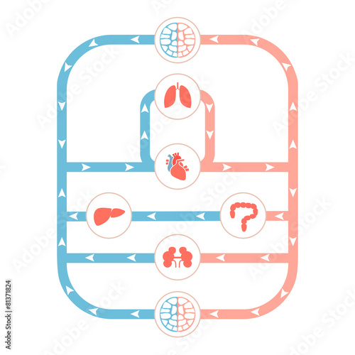 heart anatomy, circulatory system, human blood artery,