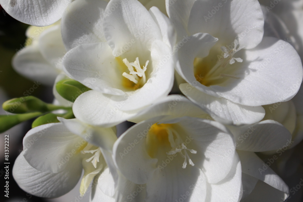 Fototapeta premium Weisse Freesia