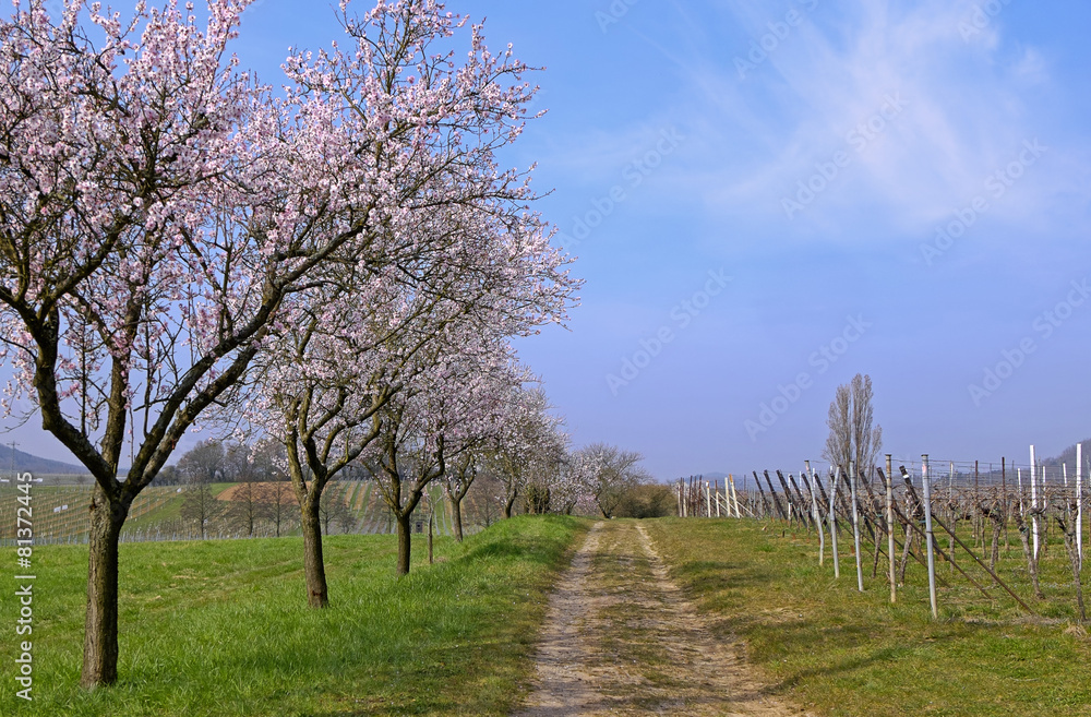 Blühende Mandelbäume (Prunus dulcis)