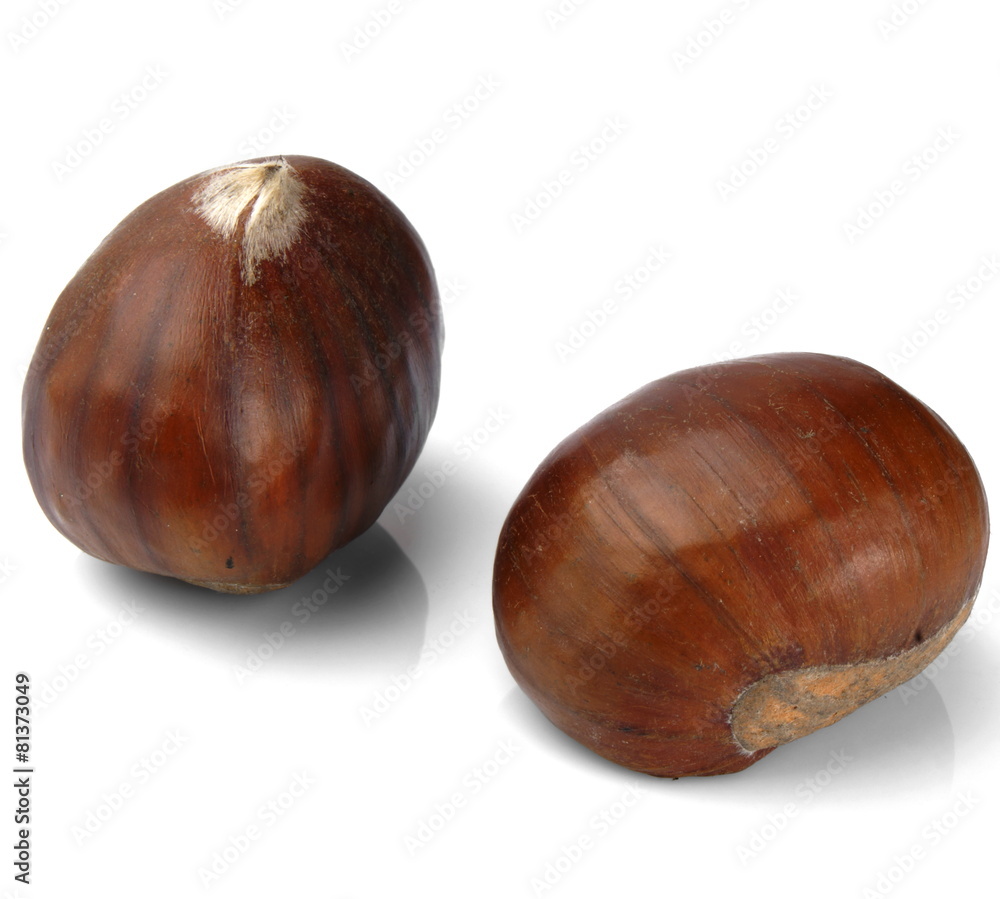 Studio shot of two chestnuts on white background Studio shot of two chestnuts on white background