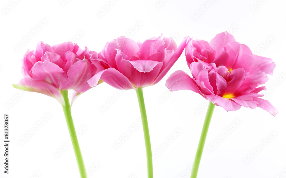 Fototapeta premium Pink tulips isolated on white
