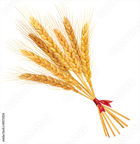 Bunch of wheat on white  background. Vector.
