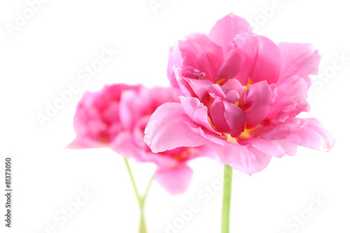Fototapeta Naklejka Na Ścianę i Meble -  Pink tulips isolated on white