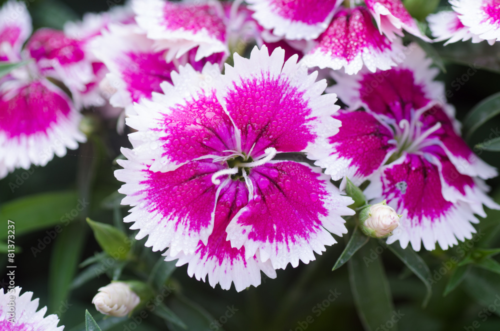 Obraz premium Dianthus chinensis (China Pink)