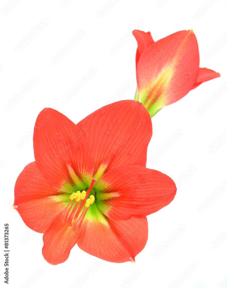 red amaryllis Flower on white background