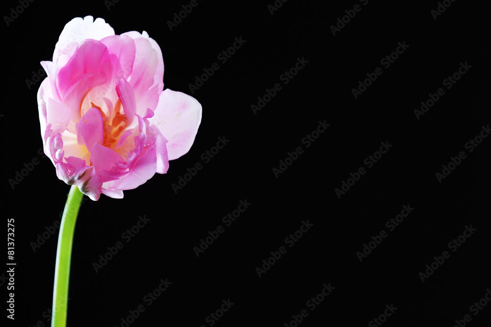 Fresh tulip on black background Fresh tulip on black background