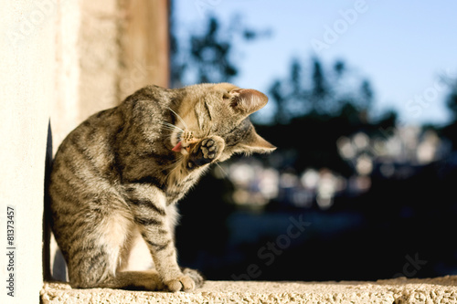 Fényképezés Brown tabby cat grooming itself outdoor. Selective focus.