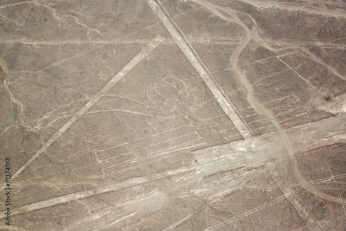 Nazca Lines Parrot