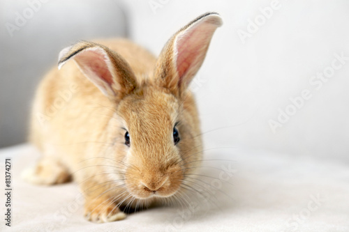 Cute rabbit on sofa, close up © Africa Studio