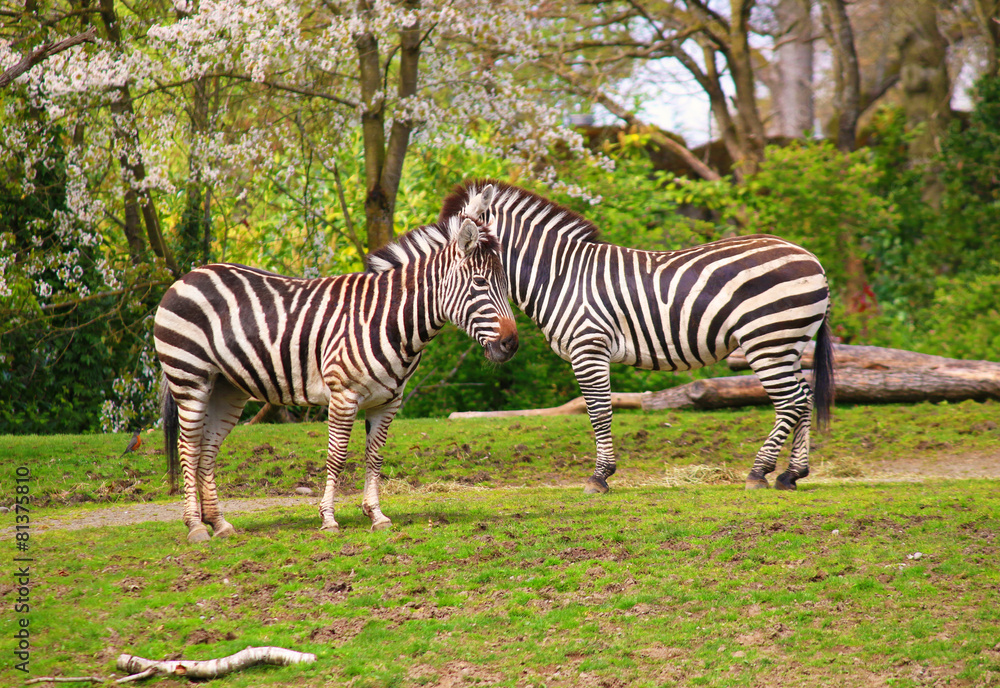 Zebra, Serengeti , Tanzania, East Africa Zebra, Serengeti , Tanzania, East Africa