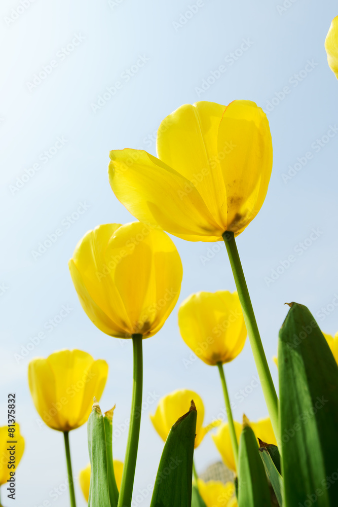Fototapeta premium Holland tulip
