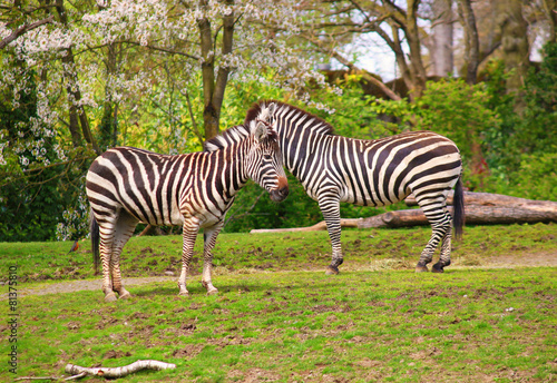 Zebra, Serengeti , Tanzania, East Africa © Mirko Rosenau