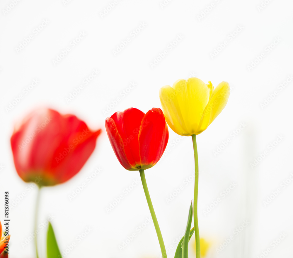 Holland tulip Holland tulip