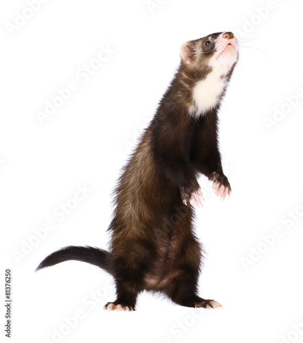 Sable Ferret Standing Up photo