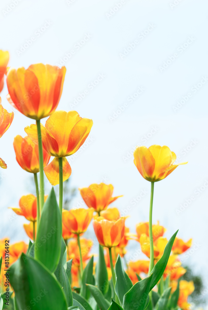 Holland tulip Holland tulip