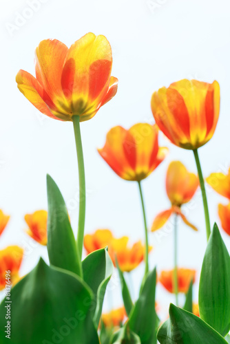 Fototapeta Naklejka Na Ścianę i Meble -  Holland tulip