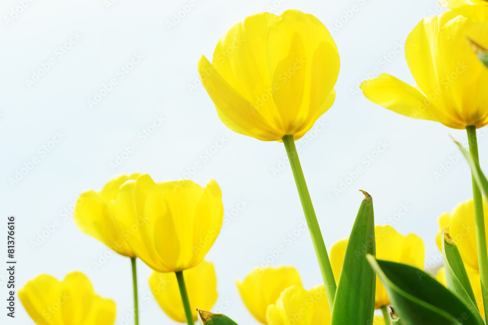 Fototapeta premium Holland tulip