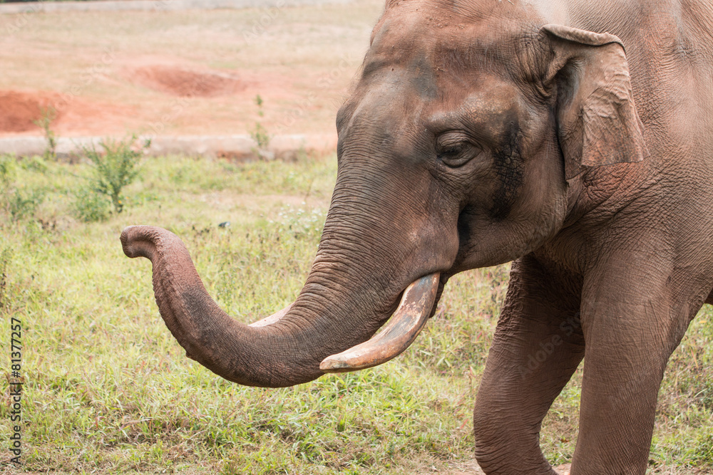 Obraz premium Elephant