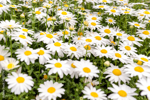 Fototapeta Naklejka Na Ścianę i Meble -  Gänseblümchen