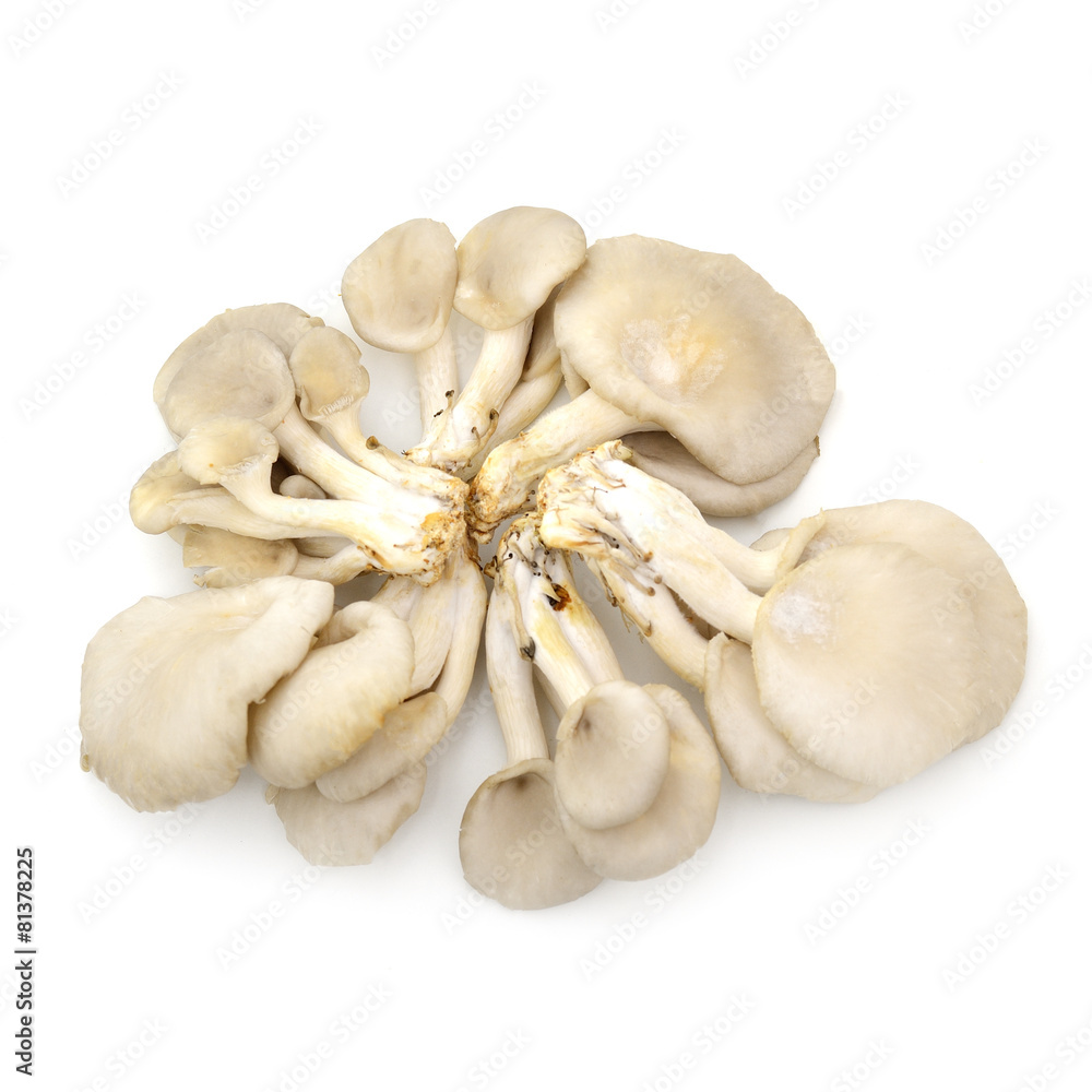 Oyster mushrooms on a white background Oyster mushrooms on a white background