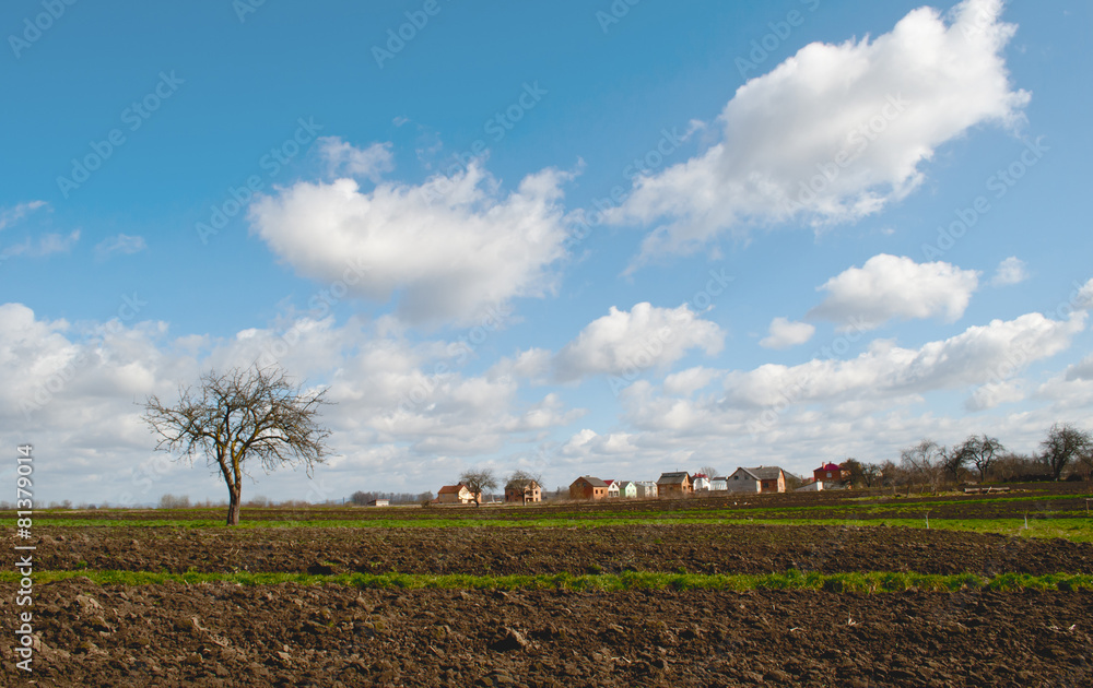 Obraz premium spring tree