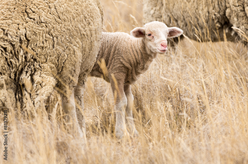 Naklejka premium Merino lamb