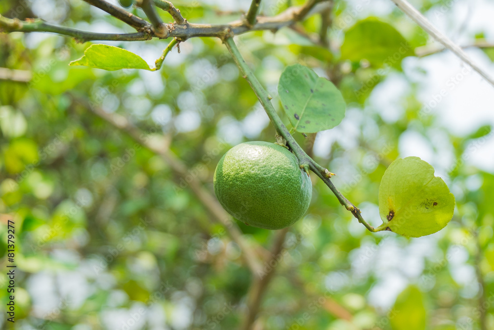 Close-up Green lemons hanging on tree