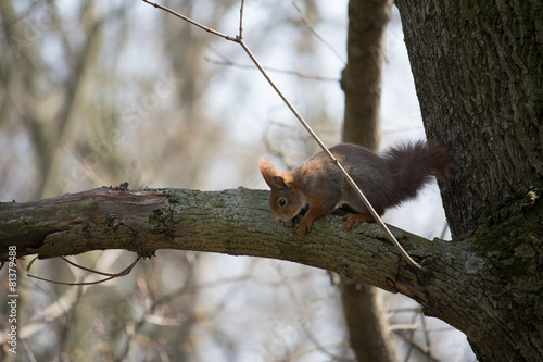 Eichhörnchen im Baum