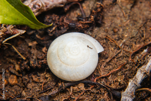 shell of snail