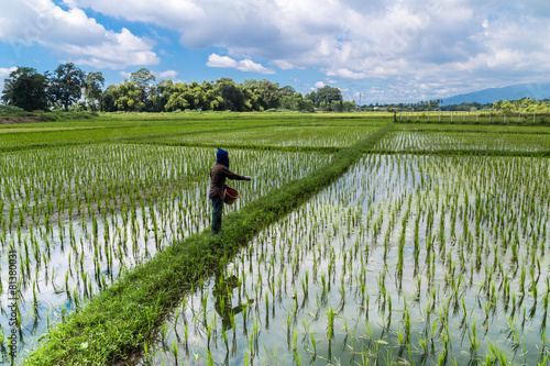 thai farmer working on rice field applying fertilizer