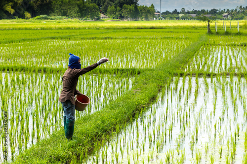 Wallpaper Mural thai farmer working on rice field applying fertilizer Torontodigital.ca