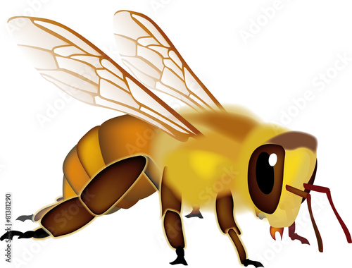 abeille